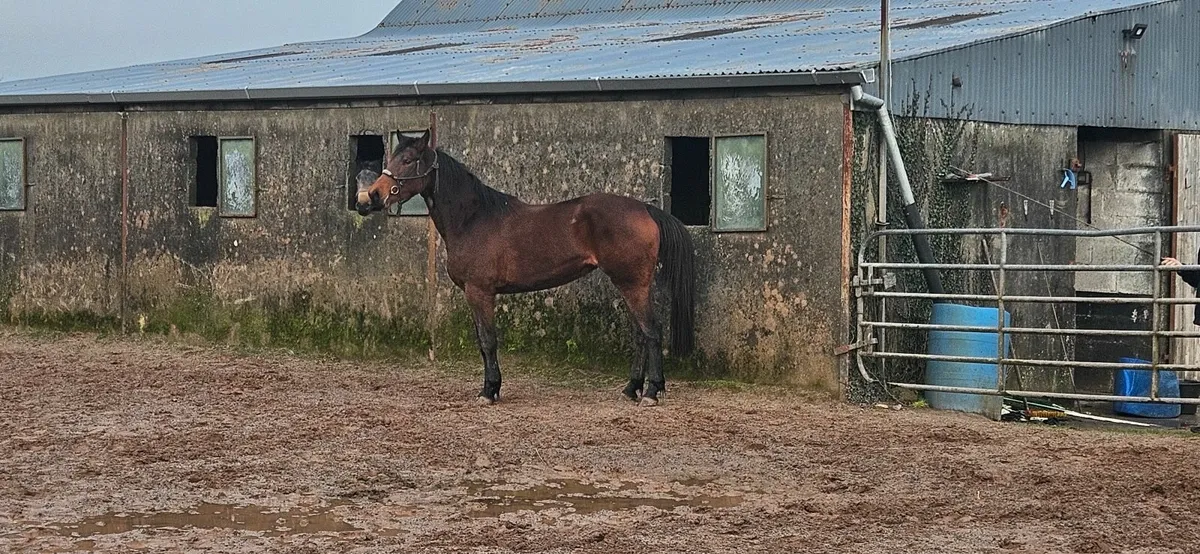 Lagans OBOS Quality Mare - Image 3