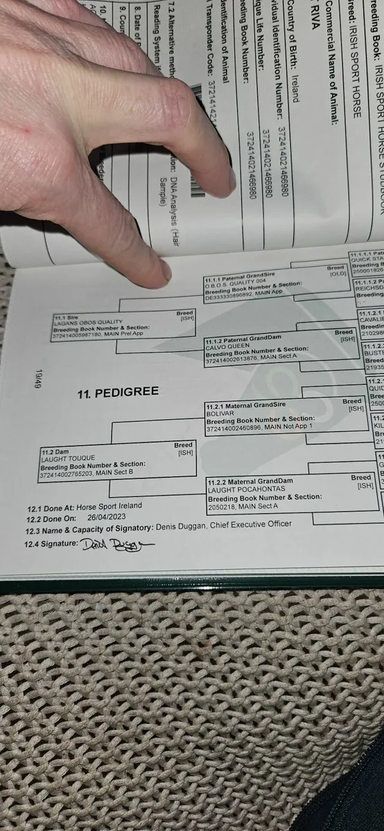 Lagans OBOS Quality Mare - Image 4