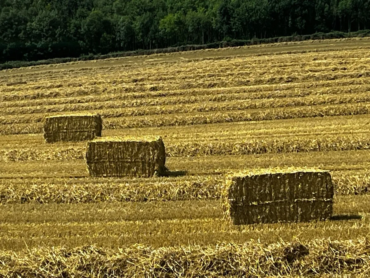 Straw - Image 1