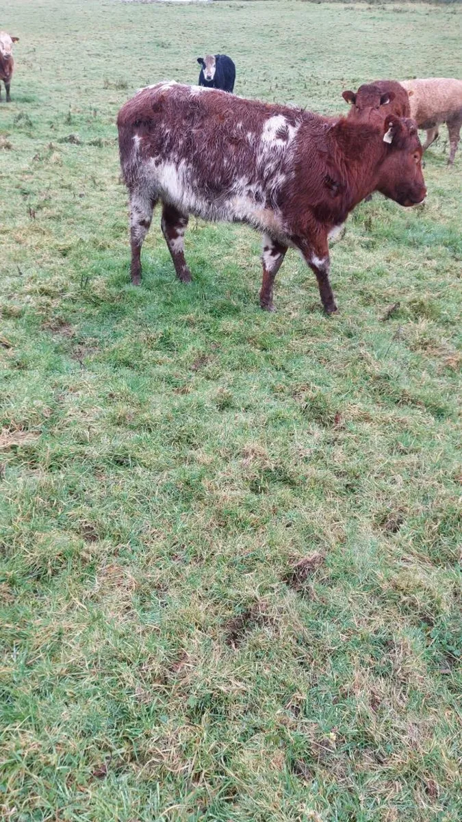 Breeding Heifers - Image 2