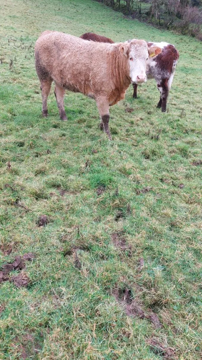 Breeding Heifers - Image 3