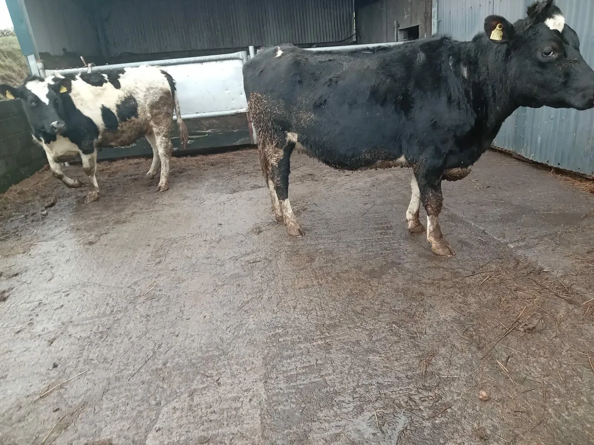 2 Brittish Friesan Springers - Image 1