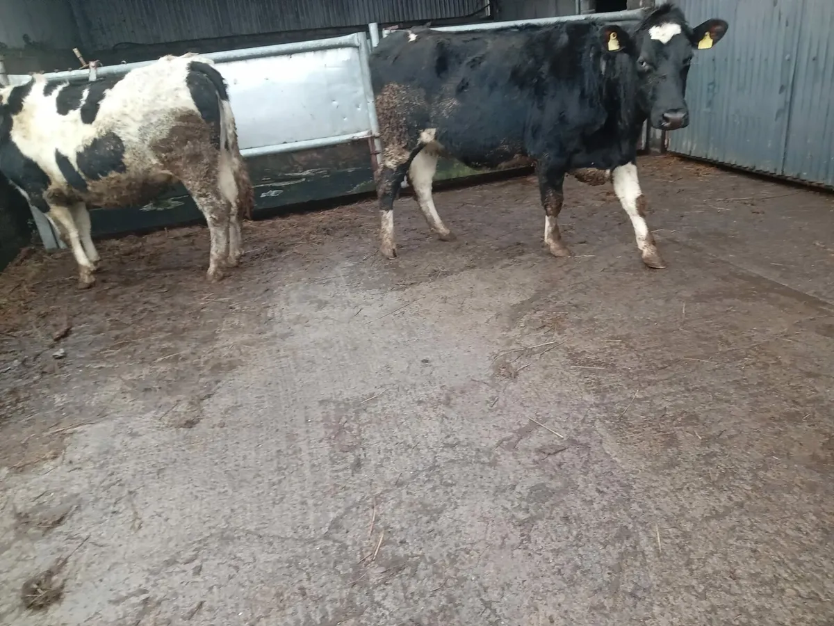 2 Brittish Friesan Springers - Image 2