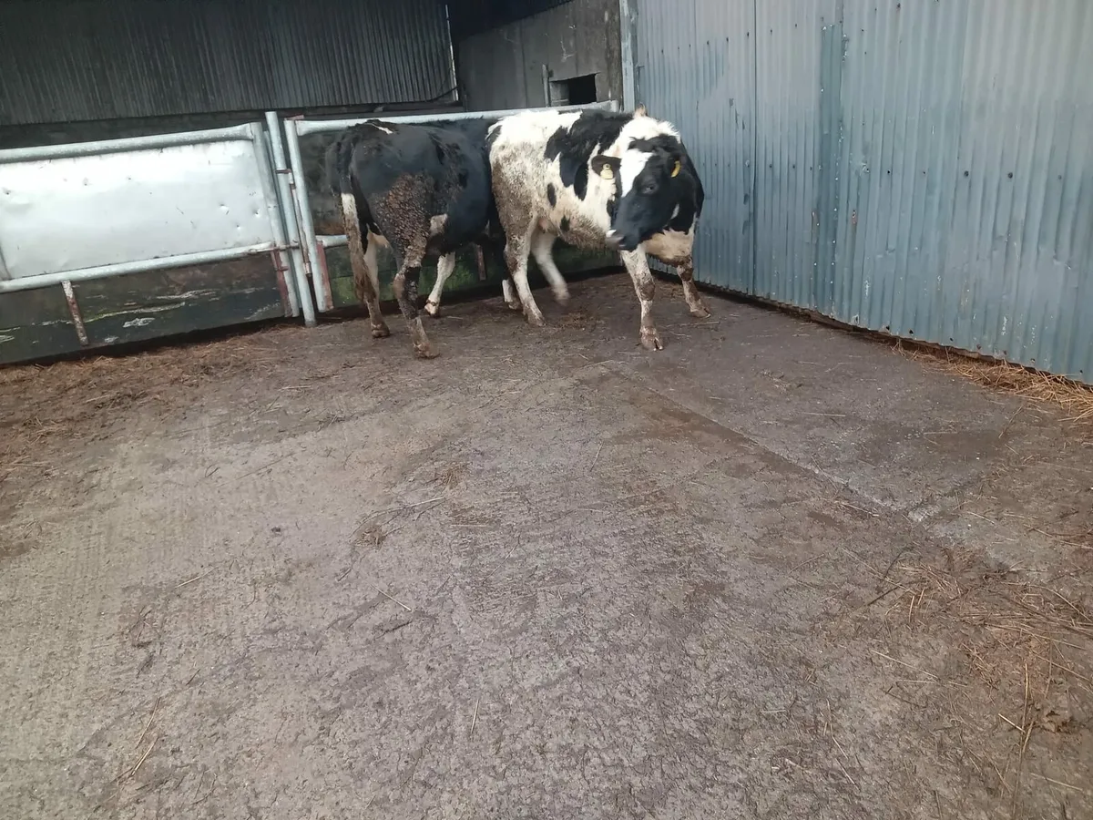 2 Brittish Friesan Springers - Image 3