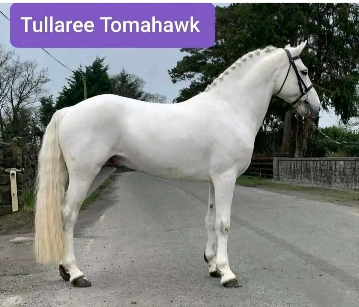 Top Performance Connemara Grade A Class 1 Stallion - Image 3