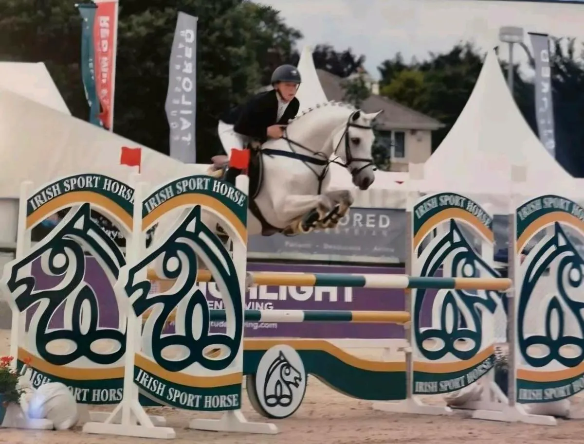 Top Performance Connemara Grade A Class 1 Stallion - Image 2