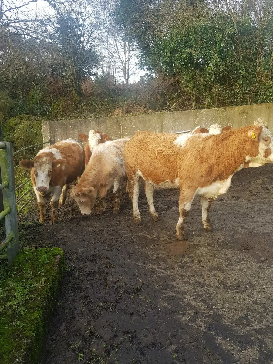 5 SPRINGERS MILFORD MART TOMORROW - Image 2