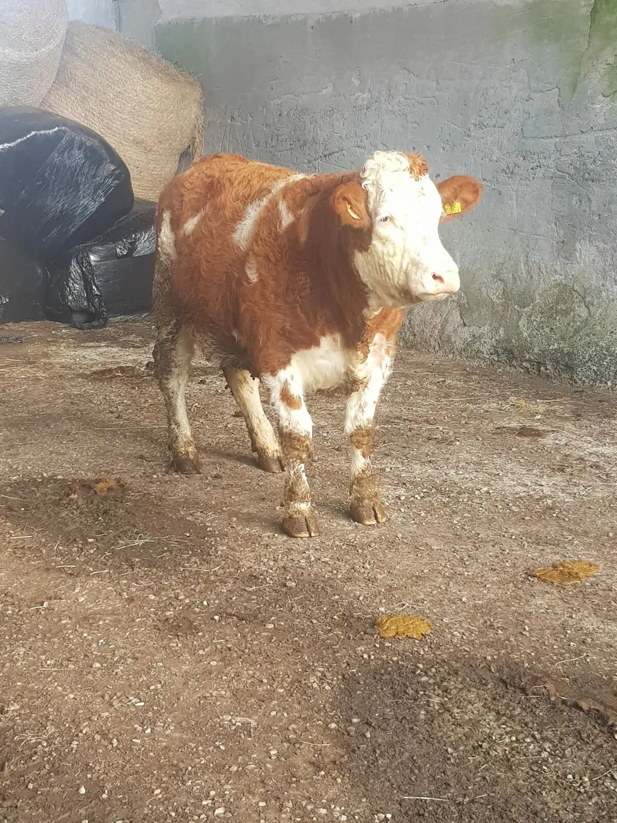 5 SPRINGERS MILFORD MART TOMORROW - Image 1