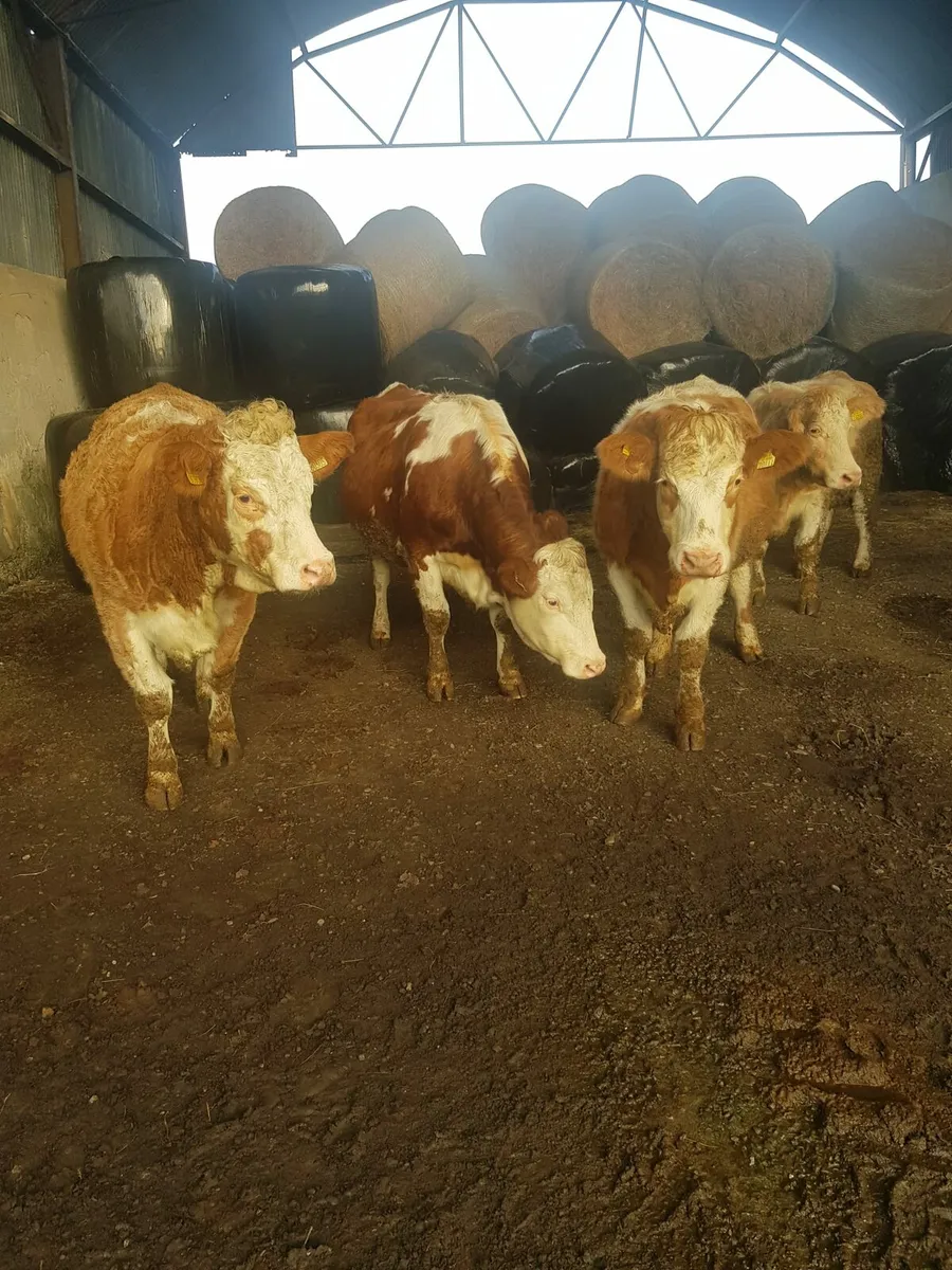 5 SPRINGERS MILFORD MART TOMORROW - Image 3