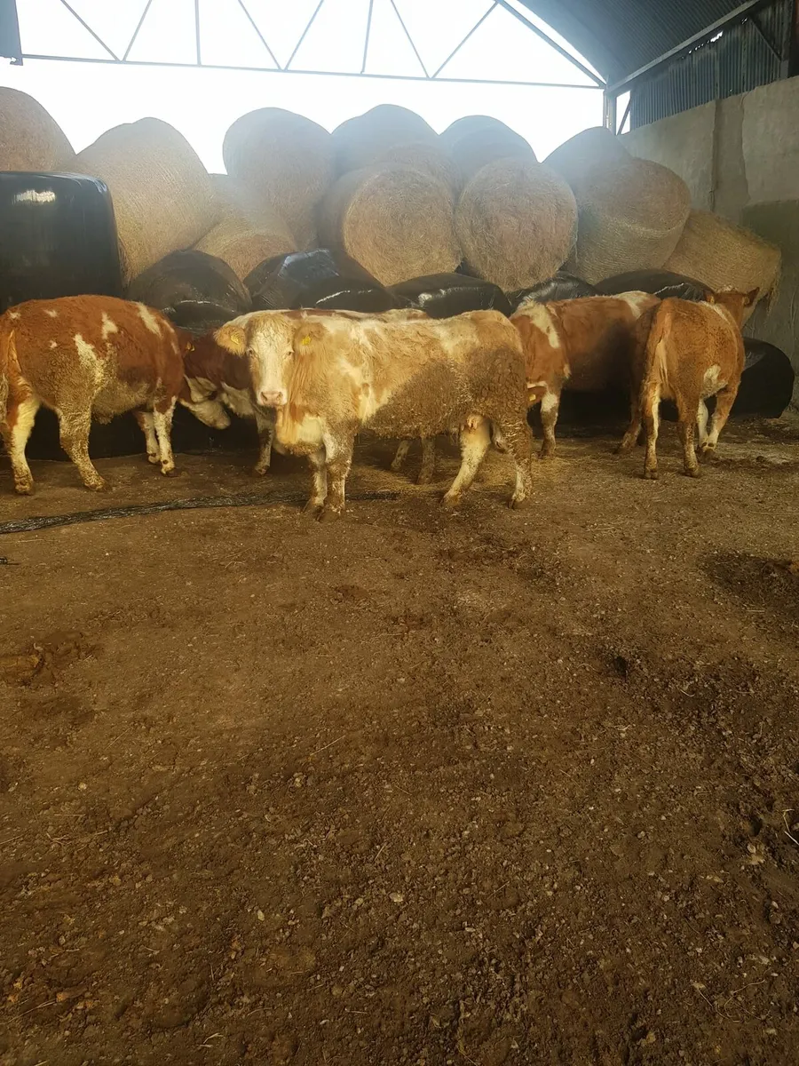 5 SPRINGERS MILFORD MART TOMORROW - Image 4