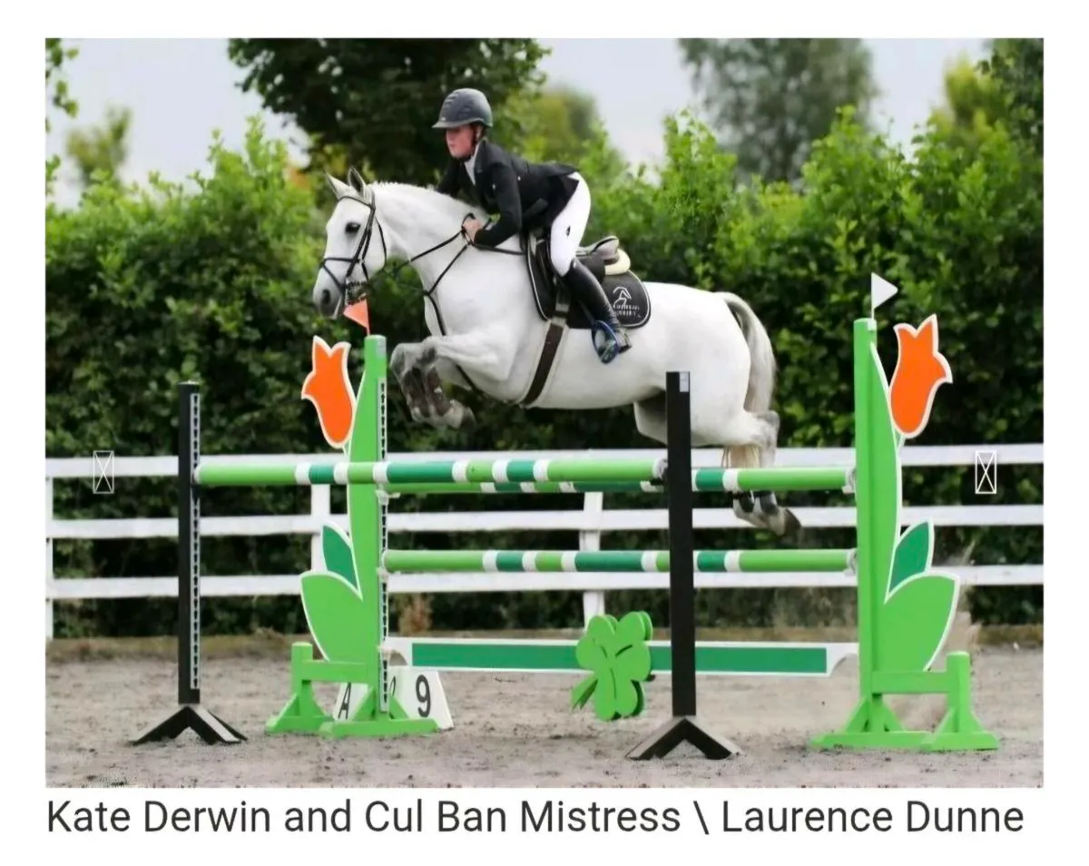 Top Performance Connemara Grade A Class 1 Stallion - Image 1