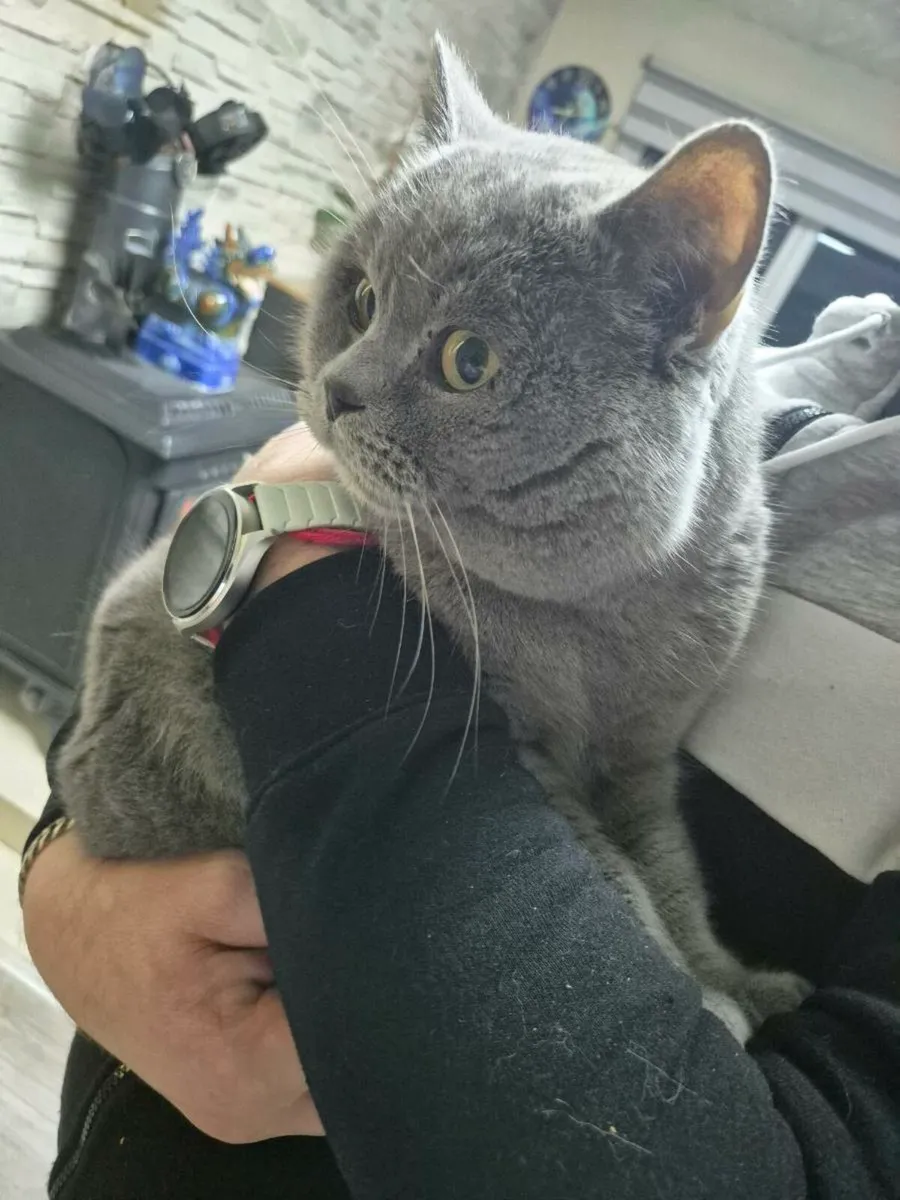 British Shorthair kittens - Image 1