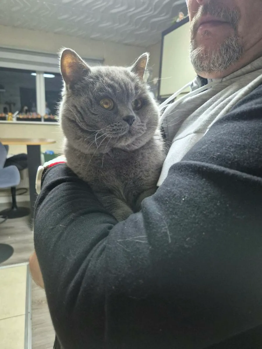 British Shorthair kittens - Image 2