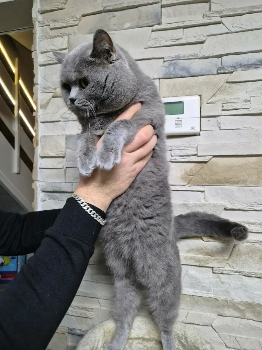 British Shorthair kittens - Image 3