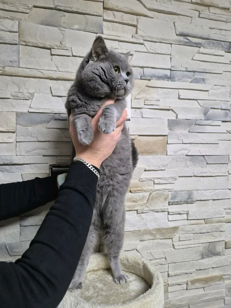 British Shorthair kittens - Image 4