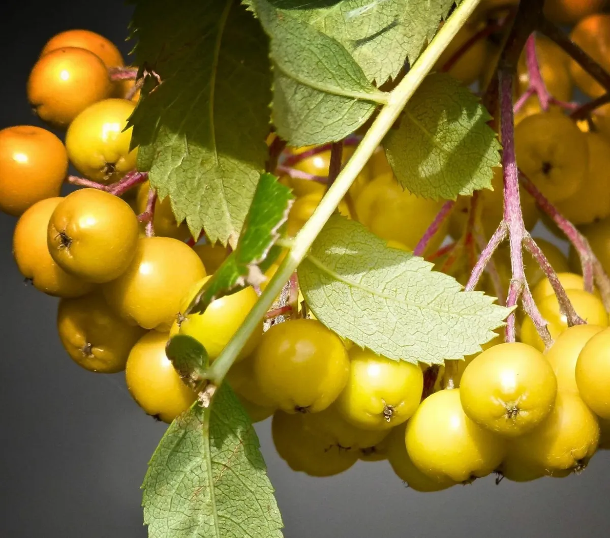 Large Potted Trees and Planting service. - Image 2