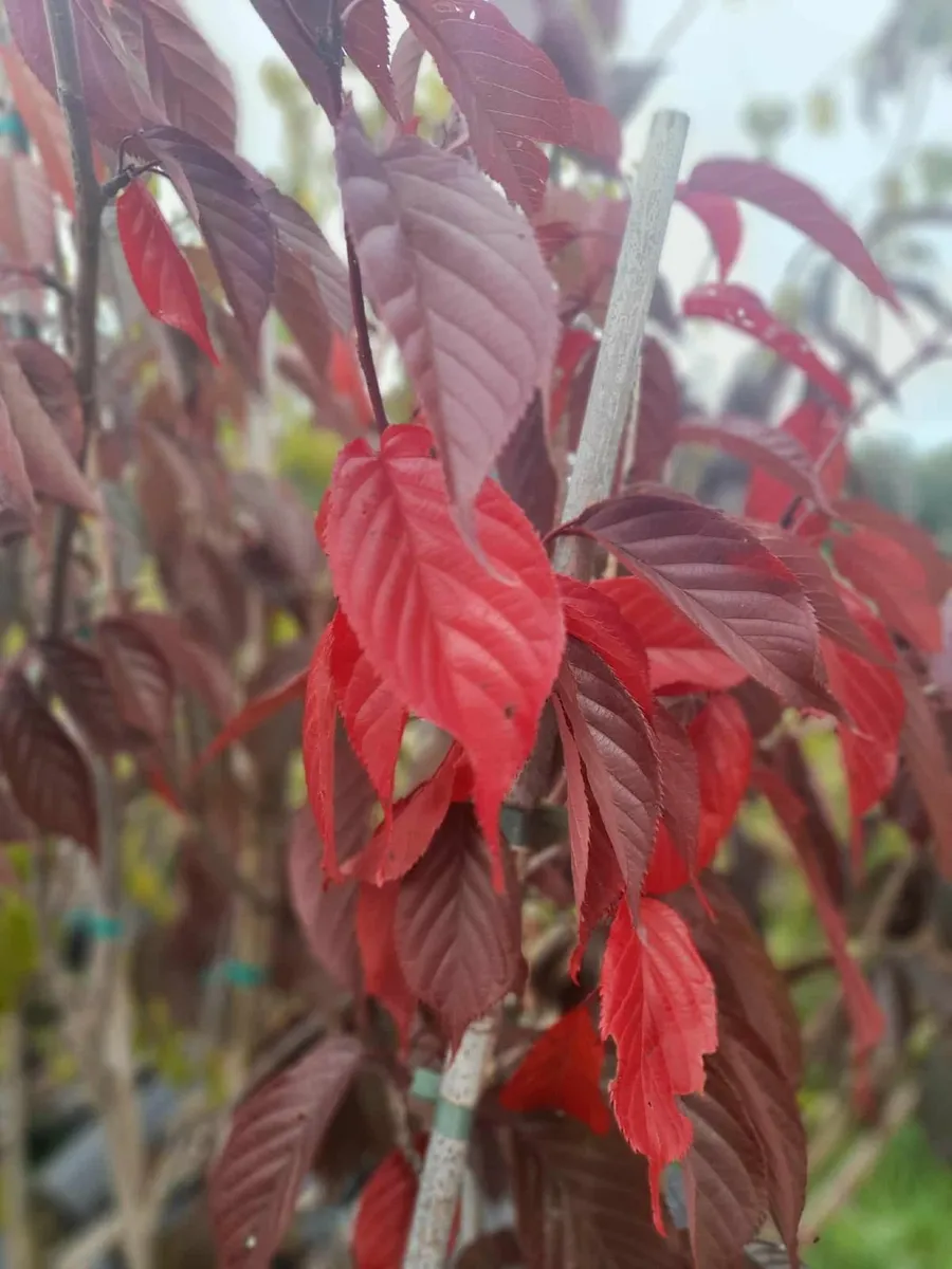 Large Potted Trees and Planting service. - Image 3
