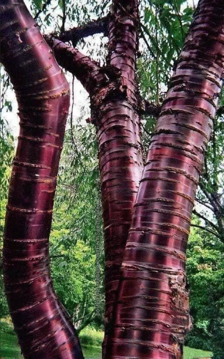 Large Potted Trees and Planting service. - Image 1