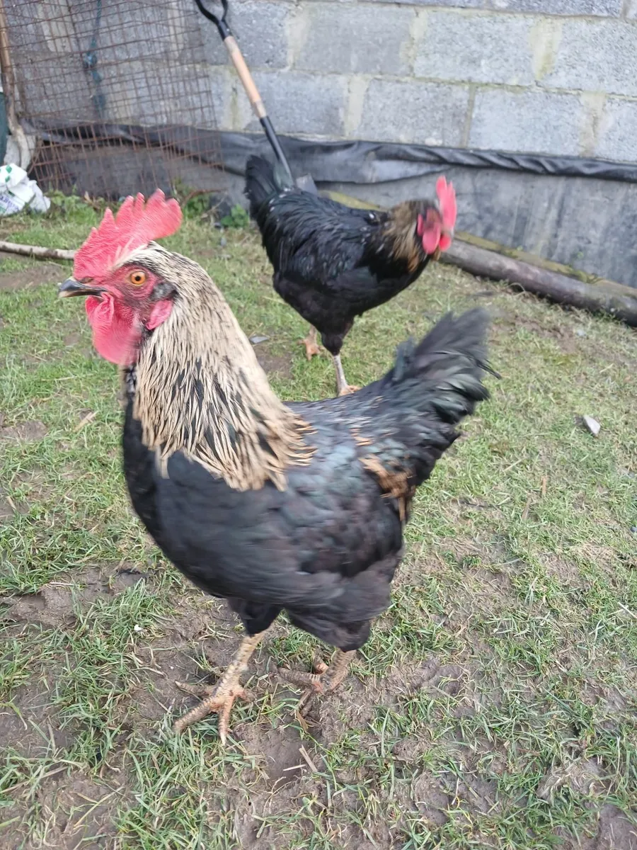 Rooster - Image 1