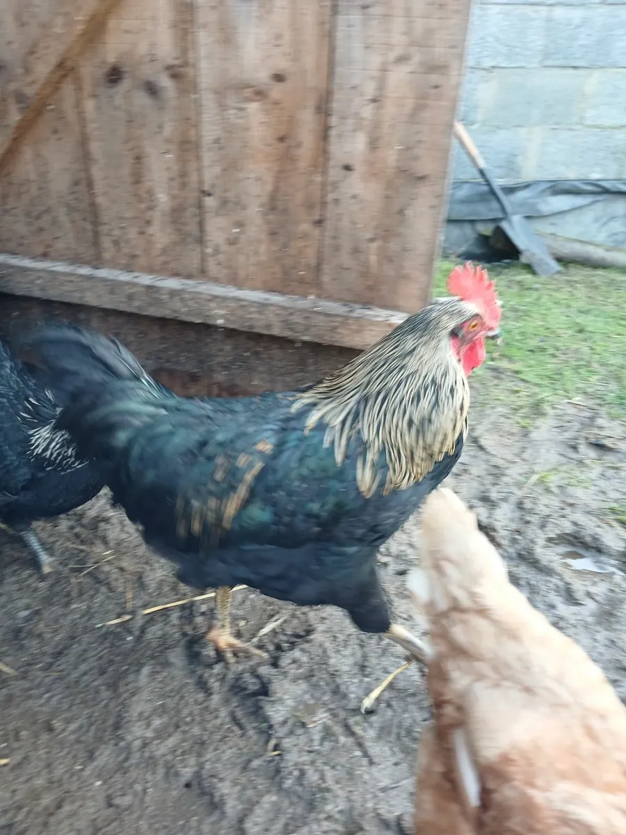 Rooster - Image 2
