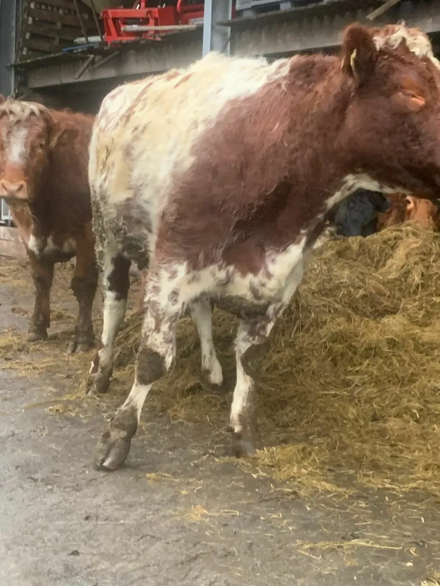 2 Roan Springer Heifers - Image 2