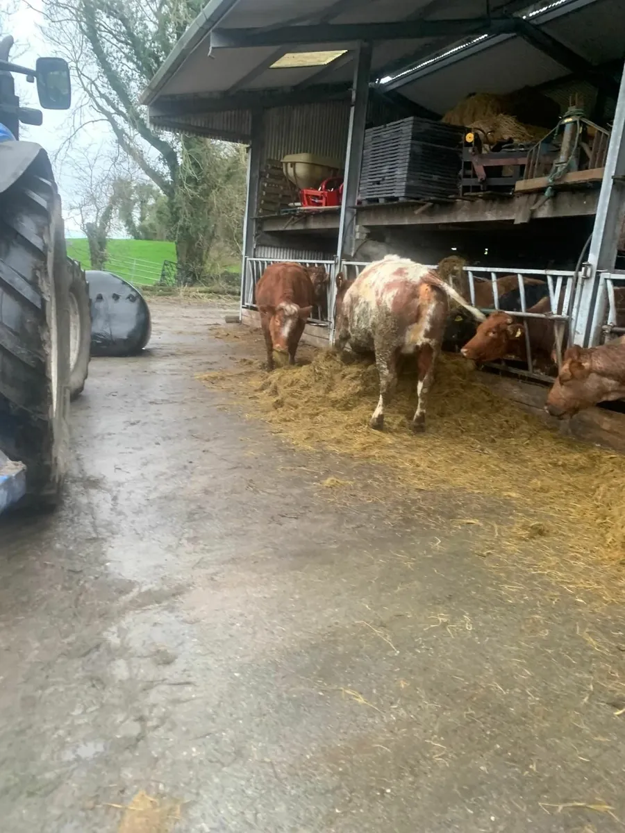 2 Roan Springer Heifers - Image 4