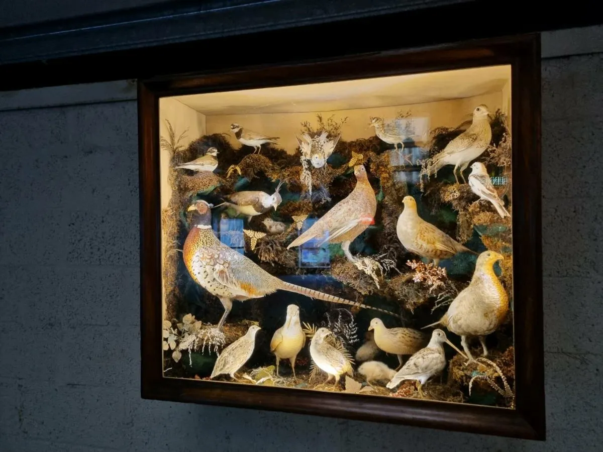 21 Bird Taxidermy Display  (Circa 1937) - Image 3