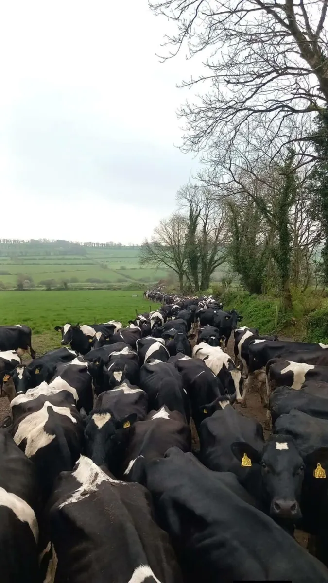 Late calvers required