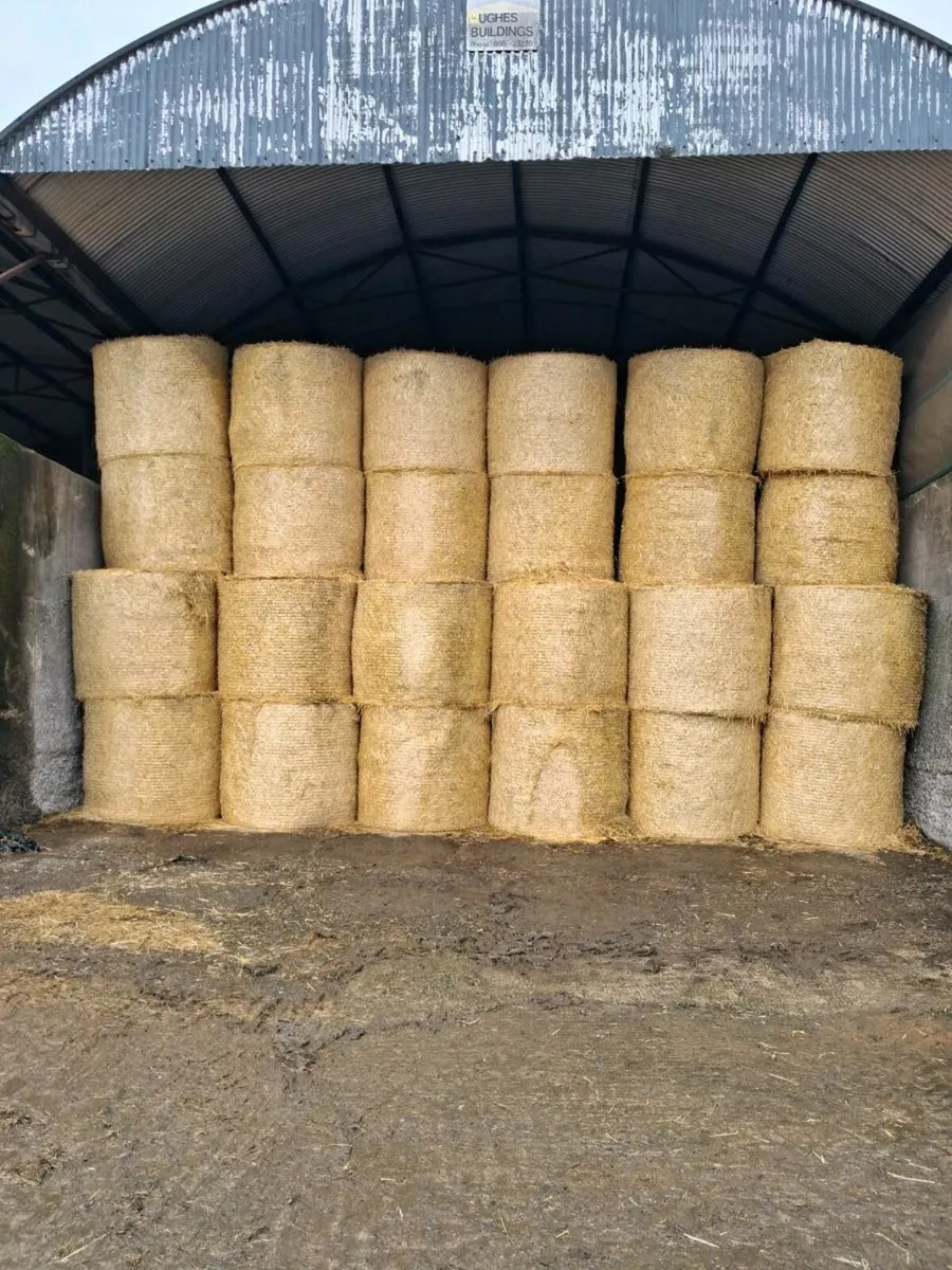 Barley straw - Image 1