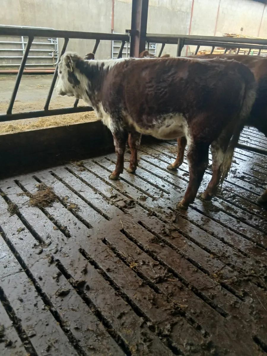 2 Roan Heifers for Drumshambo mart this evening - Image 2