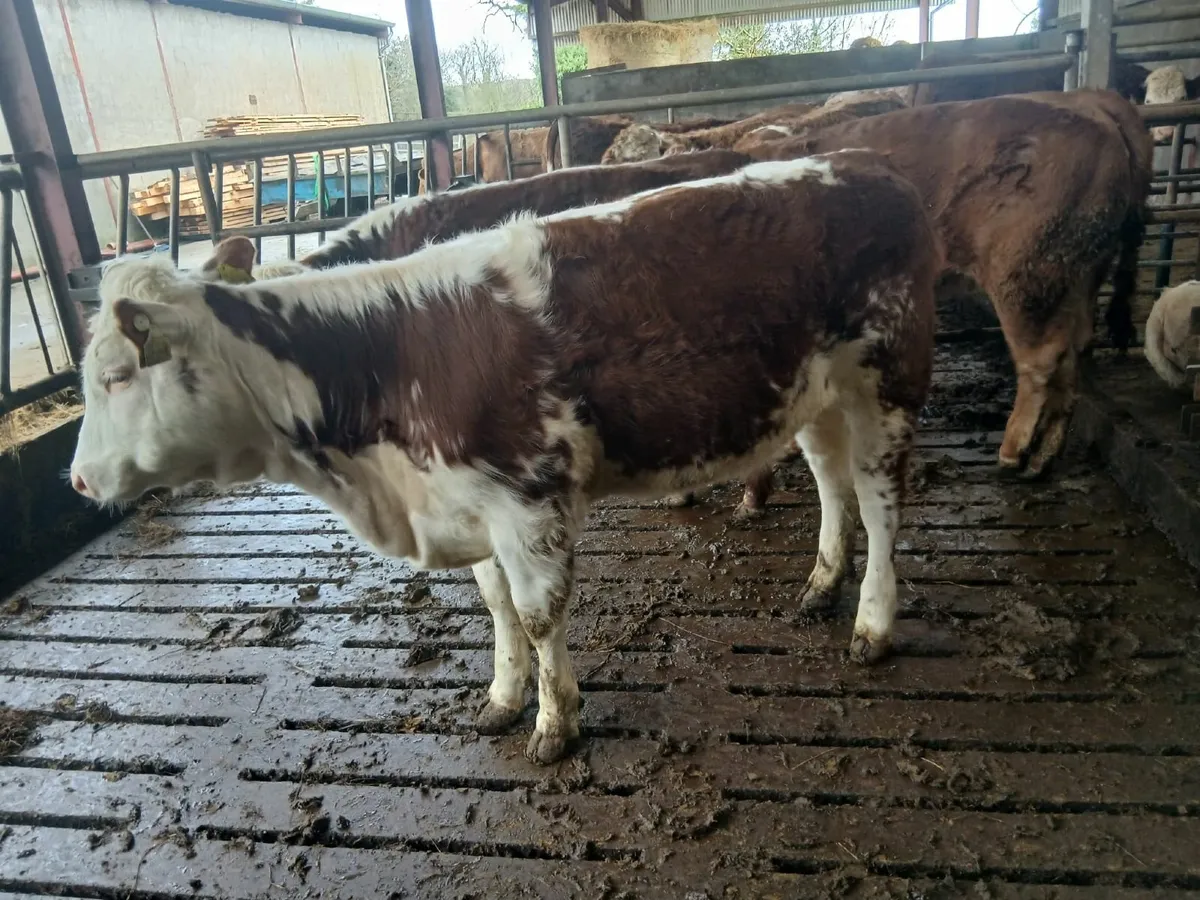 2 Roan Heifers for Drumshambo mart this evening - Image 3