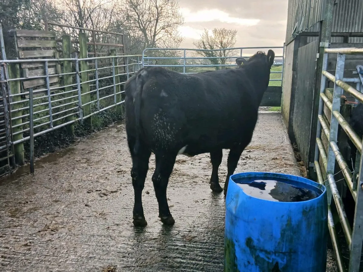 SUPER 5🌟🌟🌟🌟🌟 AA SPRINGER HEIFER - Image 2