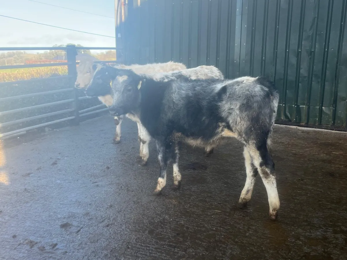 3 super Belgian blue heifer weanlings - Image 2