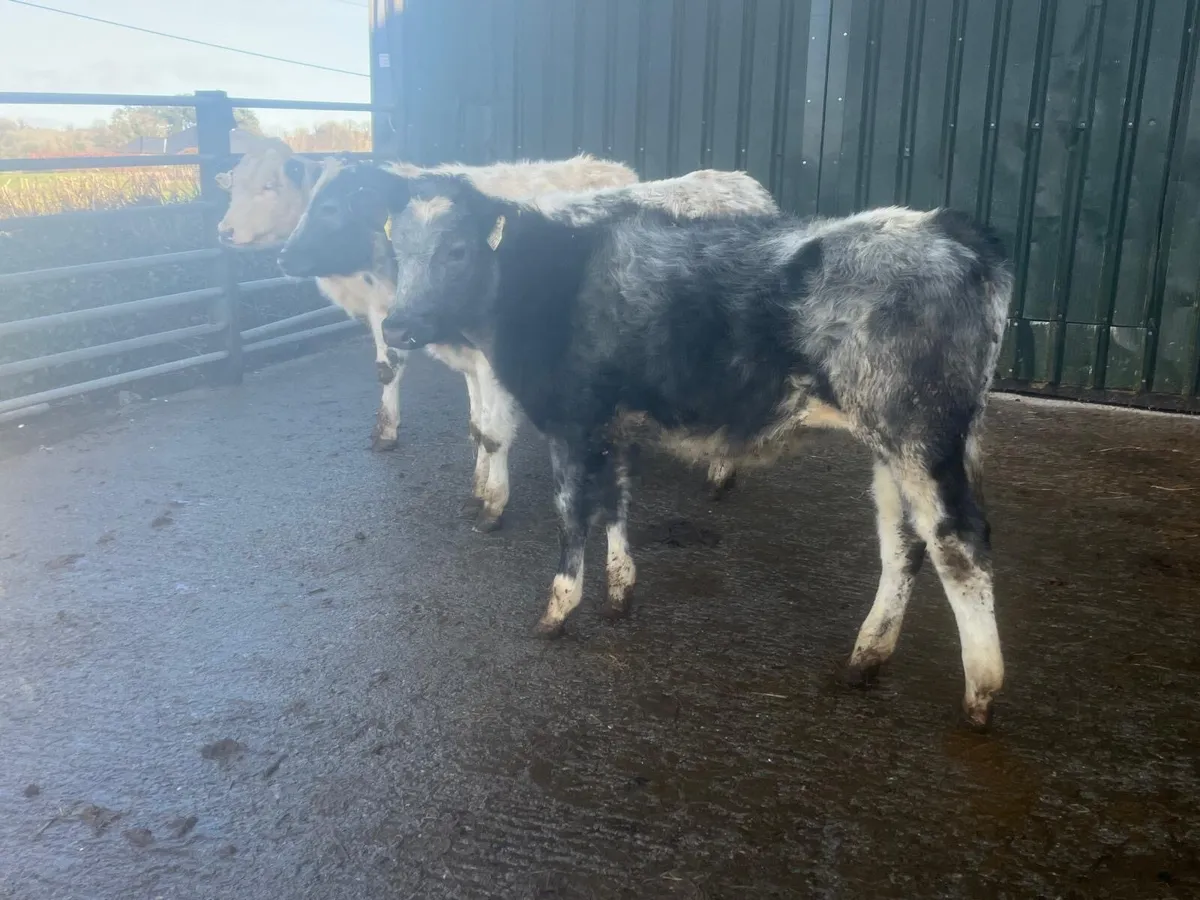 3 super Belgian blue heifer weanlings - Image 3