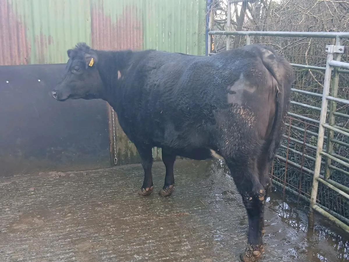 SUPER 5🌟🌟🌟🌟🌟 AA SPRINGER HEIFER - Image 3