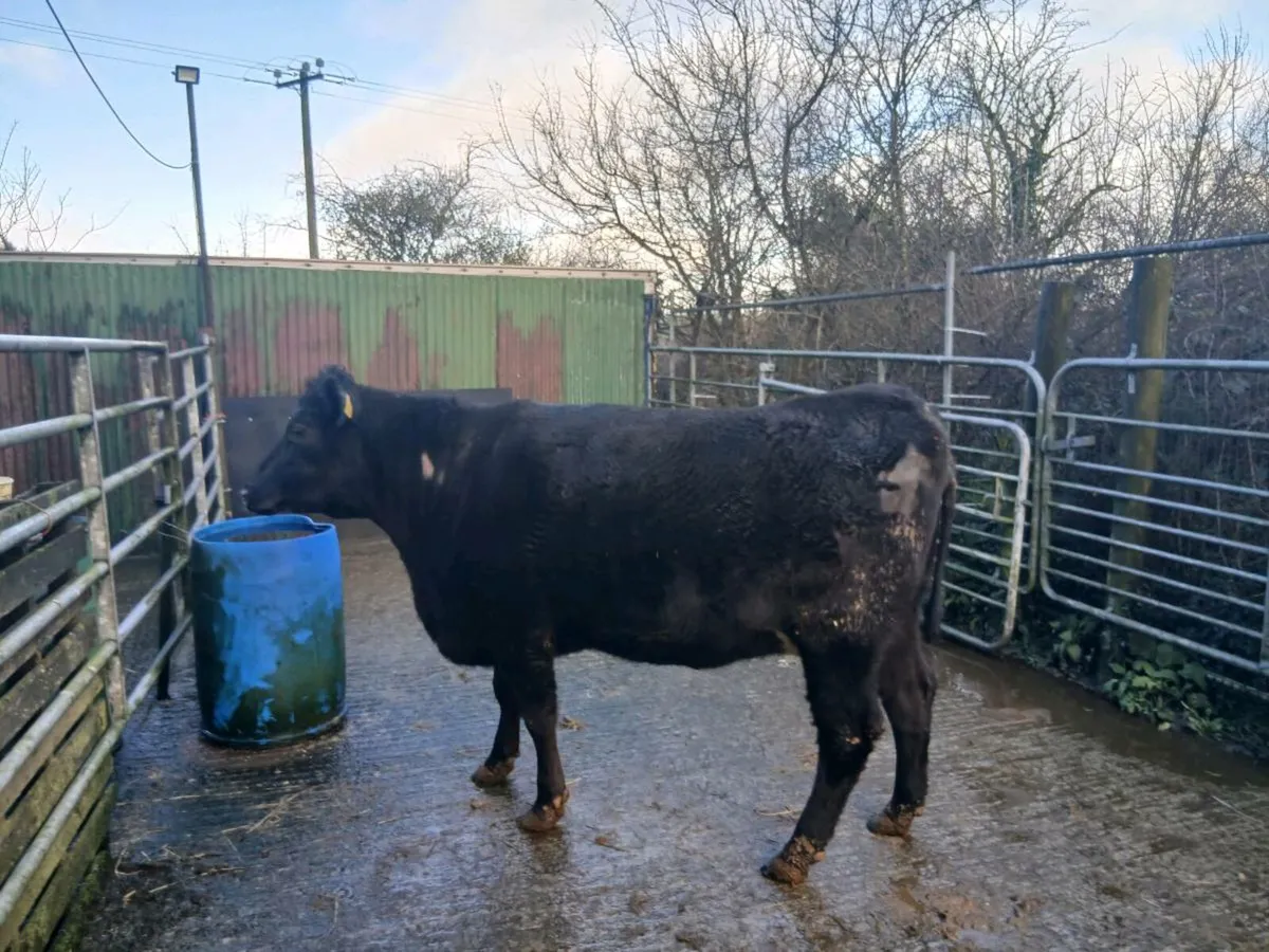 SUPER 5🌟🌟🌟🌟🌟 AA SPRINGER HEIFER - Image 4