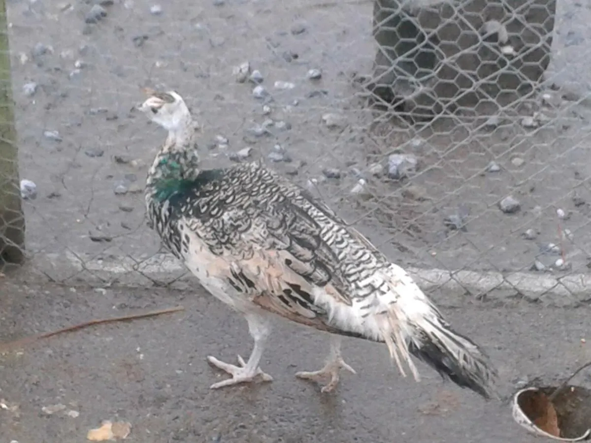 Peafowl hatching eggs - Image 4
