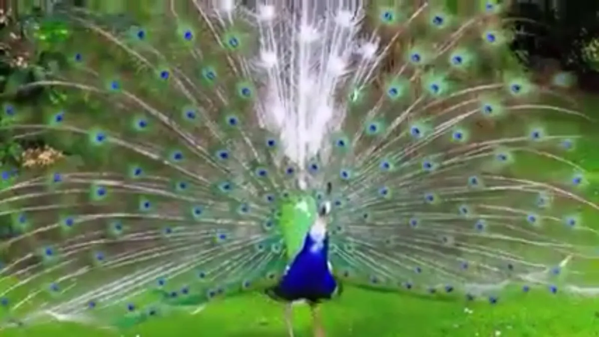 Peafowl hatching eggs - Image 1