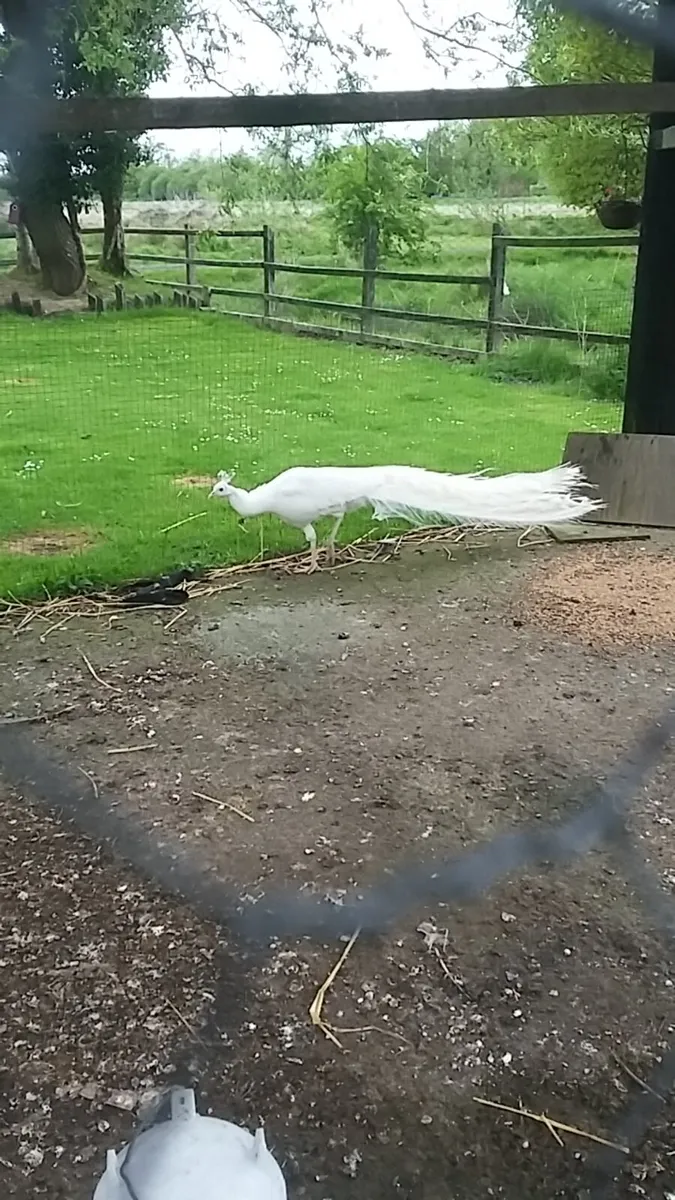 Peafowl hatching eggs - Image 2