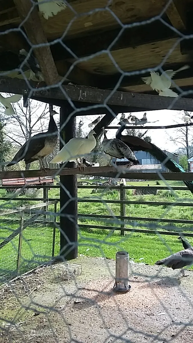 Peafowl hatching eggs - Image 3