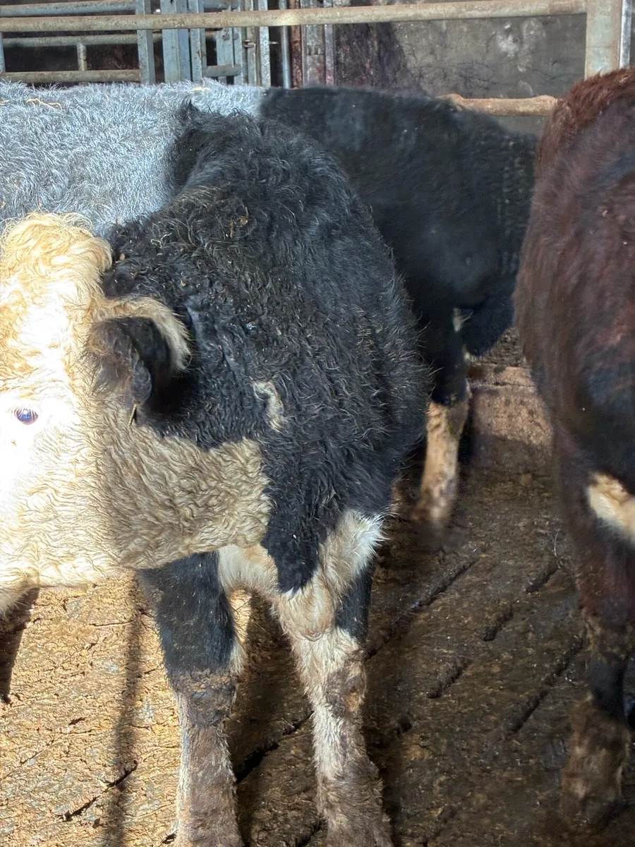 SUPER QUALITY HEX BULLOCK WEANLINGS 320/330KG - Image 3