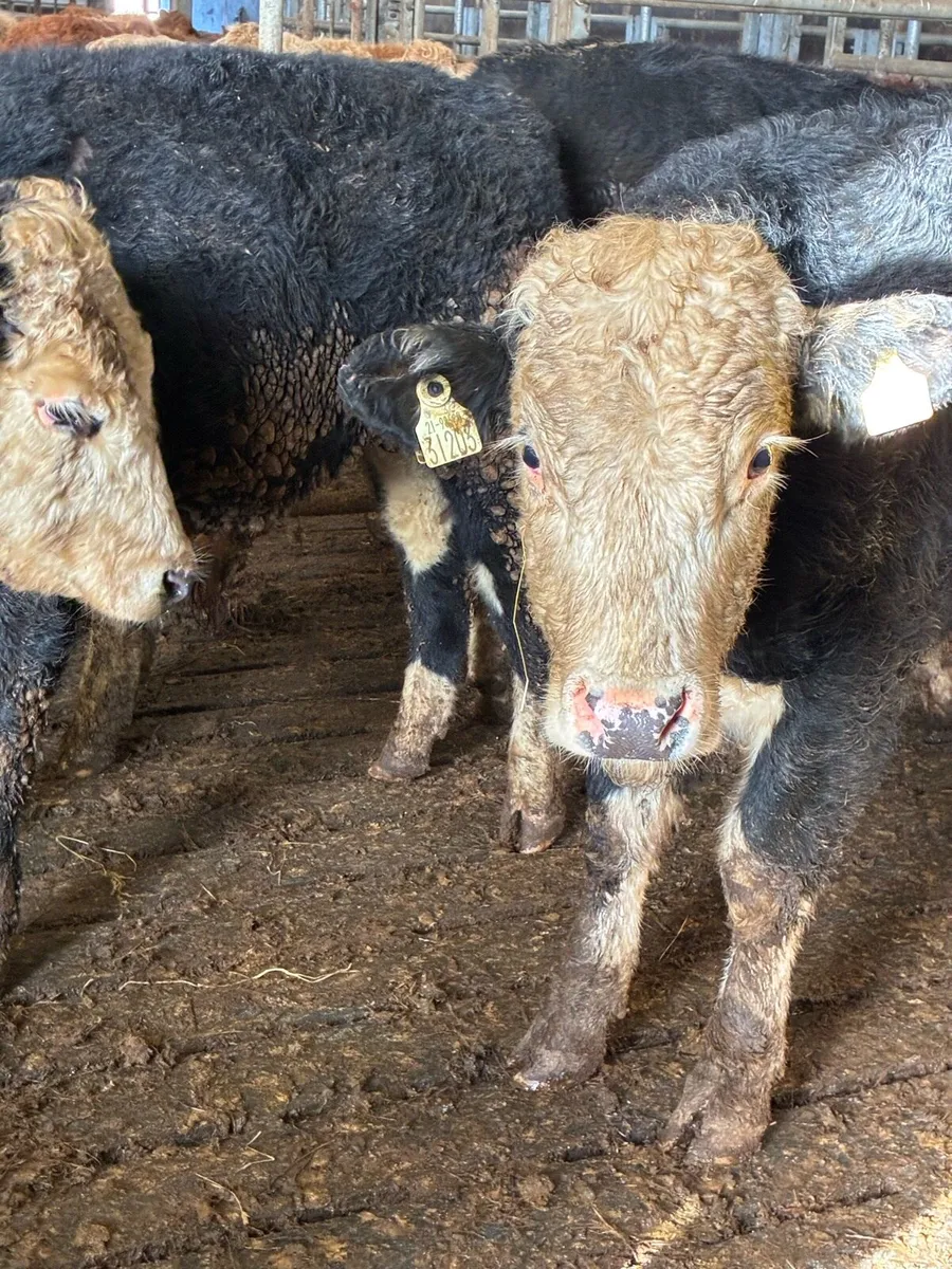 SUPER QUALITY HEX BULLOCK WEANLINGS 320/330KG - Image 4