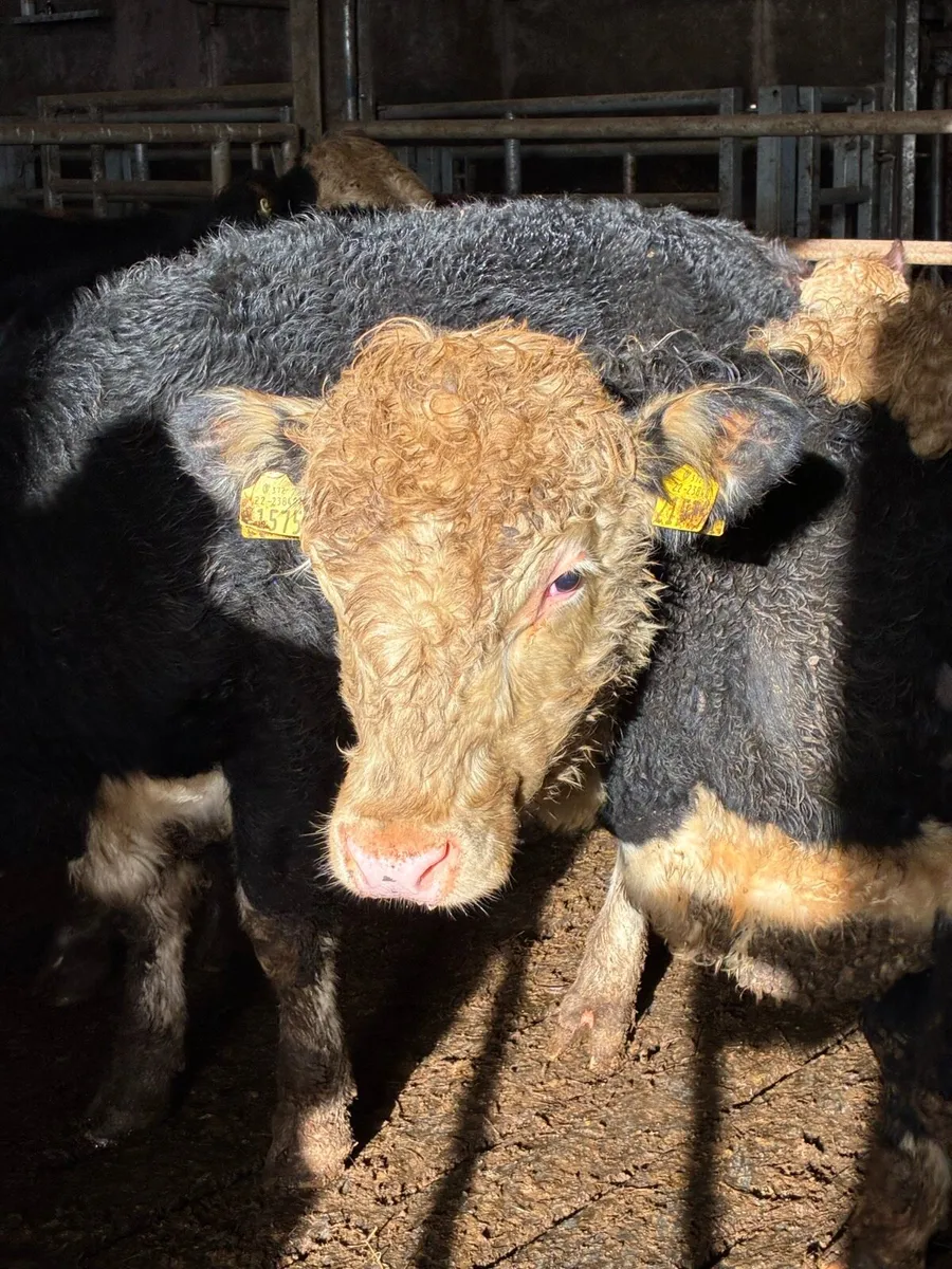 SUPER QUALITY HEX BULLOCK WEANLINGS 320/330KG - Image 1