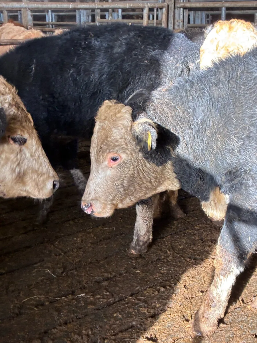 SUPER QUALITY HEX BULLOCK WEANLINGS 300KG - Image 1