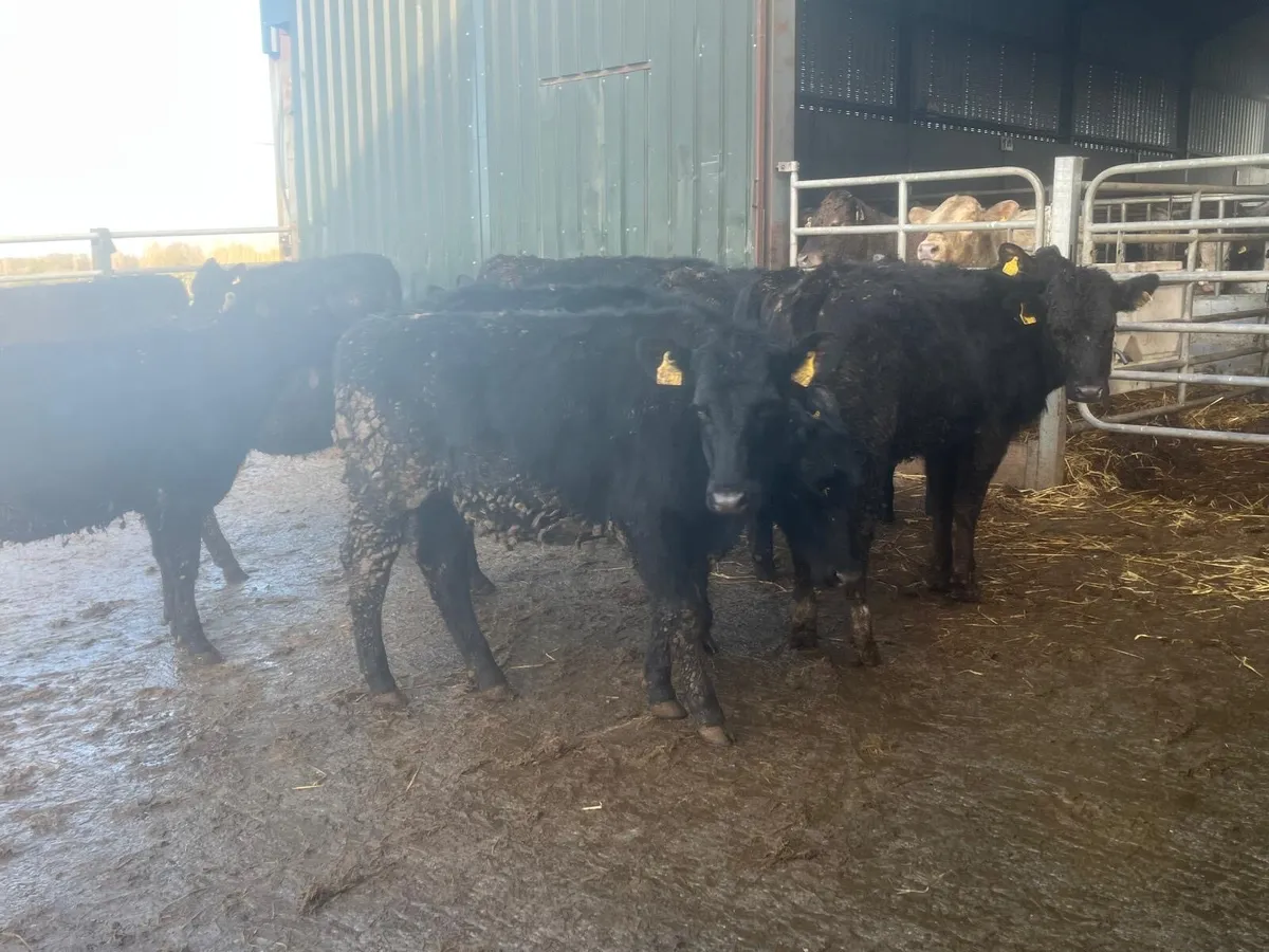 10 super Angus yearling heifers - Image 1