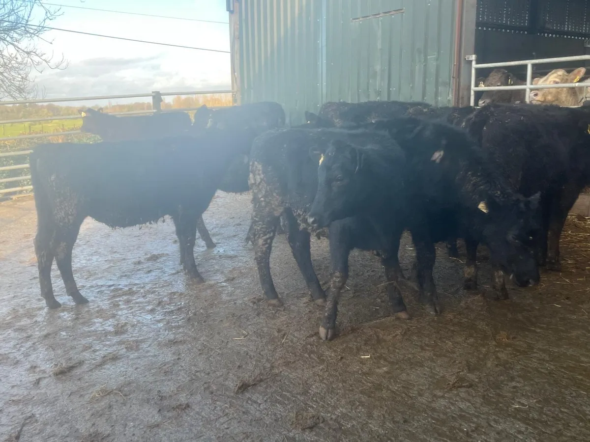 10 super Angus yearling heifers - Image 2
