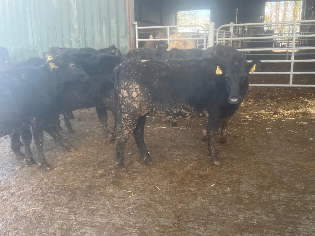 10 super Angus yearling heifers - Image 4