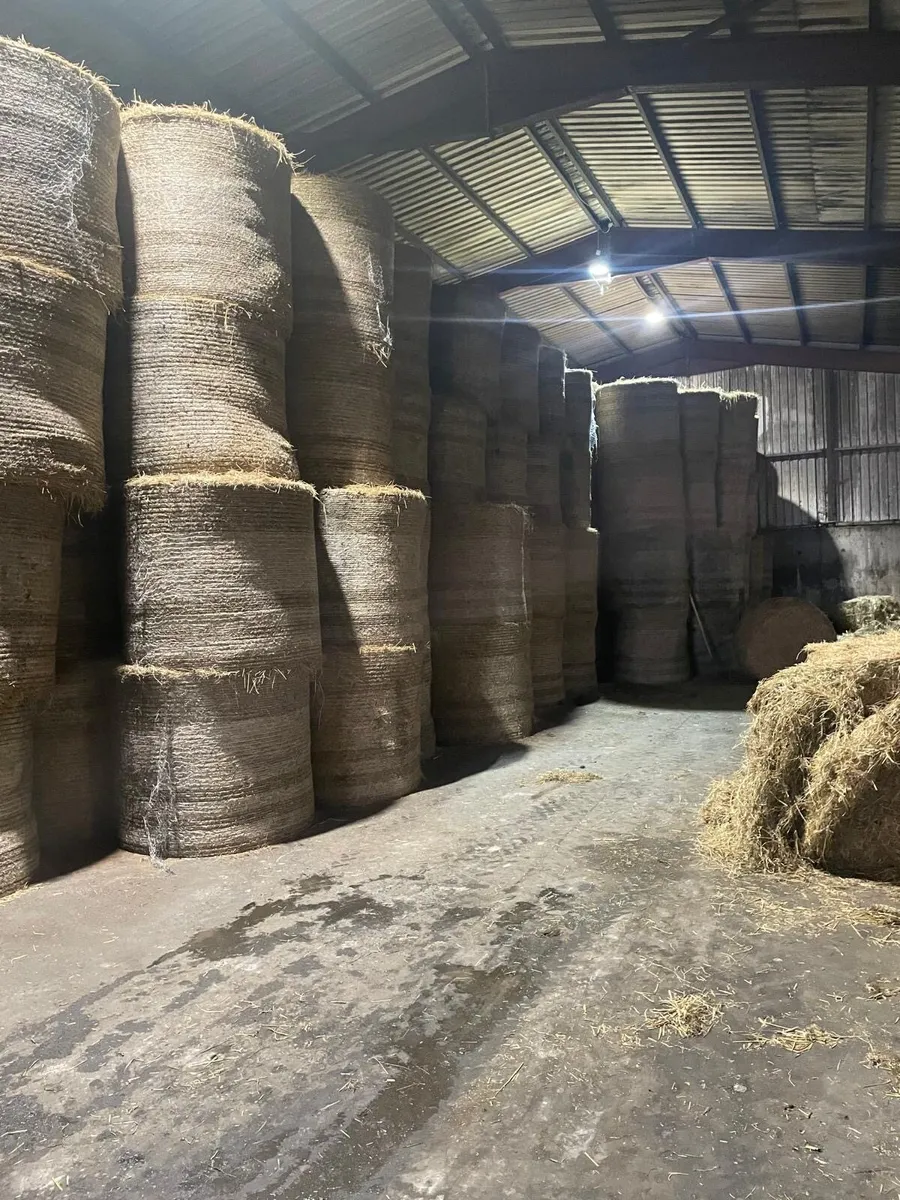 HAY FOR SALE - Image 1