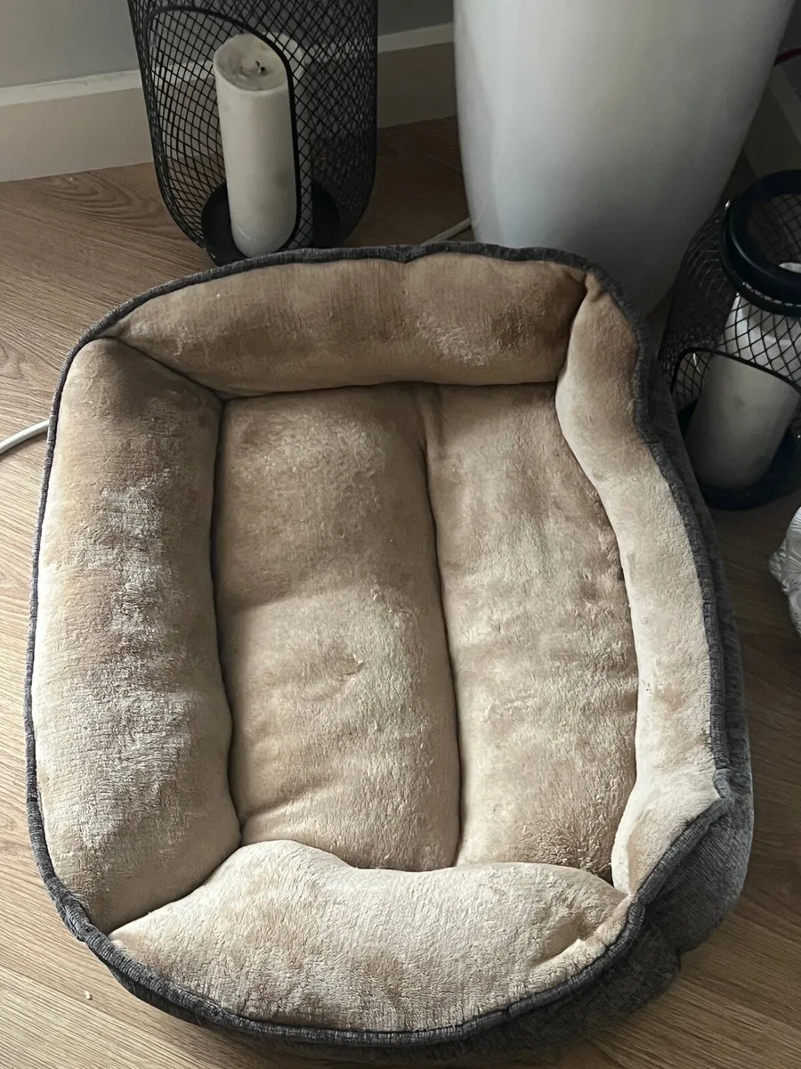 Cat for adoption - Leo - Image 2