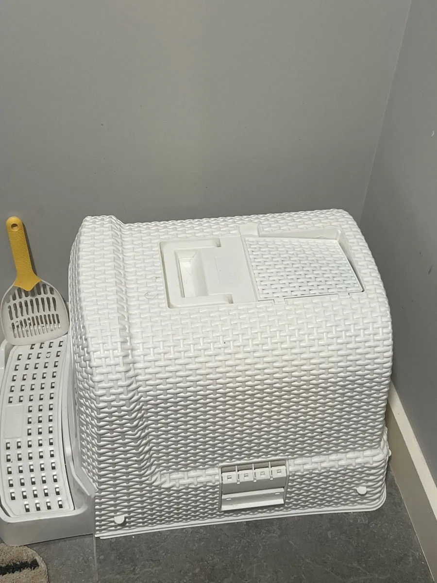 Cat for adoption - Leo - Image 3